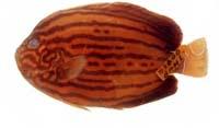 藍帶荷包魚( i Chaetodontoplus septentrionalis /i )