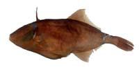 短角單棘魨( i Thamnaconus modestus /i )