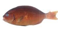 黑瓜子鱲( i Girella melanichthys /i )