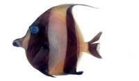 角鐮魚( i Zanclus cornutus /i )