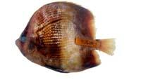 金斑少女魚( i Coradion chrysozonus /i )