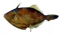 擬短角單棘魨( i Thamnaconus modestoides /i )