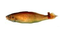 黃姑魚( i Nibea albiflora /i )