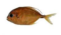 青羽鰺( i Carangoides caeruleopinnatus /i )