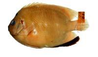 三斑刺蝶魚( i Holacanthus trimaculatus /i )