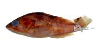 雲紋石斑魚( i Epinephelus bruneus /i )
