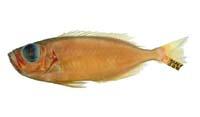 大眼鯛( i Priacanthus macracanthus /i )