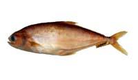 大口逆溝鰺( i Scomberoides commersonnianus /i )