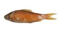蘭氏鯽( i Carassius auratus langsdorfii /i )