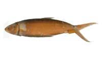 虱目魚( i Chanos chanos /i )