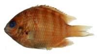 七帶豆娘魚( i Abudefduf septemfasciatus /i )