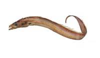 白帶魚( i Trichiurus lepturus /i )