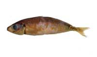 真鰺( i Trachurus japonicus /i )