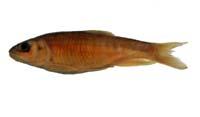 平頜鱲( i Zacco platypus /i )