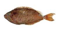 褐籃子魚( i Siganus fuscescens /i )