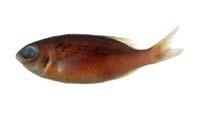 欖斑赤尾冬( i Scolopsis xenochrous /i )