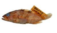 雲紋石斑魚( i Epinephelus bruneus /i )