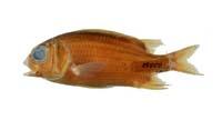 金鱗魚科( i Sargoceneron melanichehys /i )