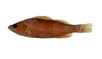 日本鱠( i Liopropoma japonicum /i )