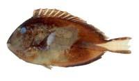 擬刺尾鯛( i Paracanthurus hepatus /i )
