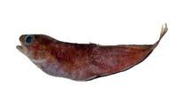 日本小褐鱈( i Physiculus japonica /i )