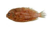 重點斑鮃( i Pseudorhombus dupliciocellatus /i )