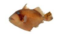 褐擬鱗魨( i Balistoides viridescens /i )