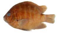梭地豆娘魚( i Abudefduf sordidus /i )