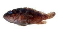 鮋( i Parascorpaena sp. /i )