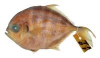 溝鰺( i Atropus atropos /i )