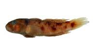 虎齒鰕虎( i Yongeichthys caninus /i )