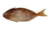 銀藍子魚( i Siganus argenteus /i )