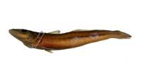 砂鱚( i Sillago chondropus /i )