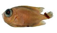 橫帶鋸大眼鯛( i Pristigenys multifasciata /i )