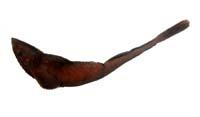 長印魚( i Echeneis naucrates /i )