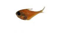 烏伊蘭擬金眼鯛( i Pempheris oualensis /i )