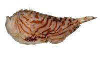 條紋躄魚( i Antennarius striatus /i )