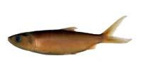 虱目魚( i Chanos chanos /i )