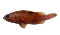 鱸滑石斑魚( i Epinephelus tauvina /i )