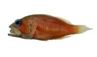 擬棘花鮨( i Plectranthias anthioides /i )