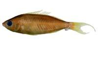 大尾錐齒鯛( i Pentapodus macrurus /i )