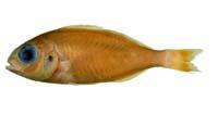 紅赤尾冬( i Parascolopsis eriomma /i )