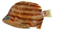 柴魚( i Microcanthus strigatus /i )