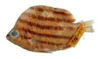 柴魚( i Microcanthus strigatus /i )