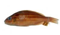 四線列牙鯻( i Pelates quadrilineatus /i )