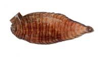 角鰨沙( i Aesopia cornuta /i )