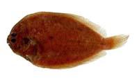 桂皮斑鮃( i Pseudorhombus cinnamoneus /i )