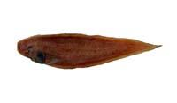 舌鱗舌鰨( i Cynoglossus macrolepidotus /i )