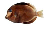 黑刺尾鯛( i Acanthurus nigricans /i )