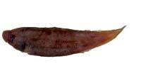 舌鱗舌鰨( i Cynoglossus macrolepidotus /i )